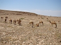 Kamelen (2)